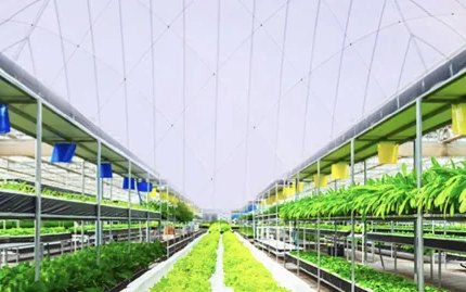 Hydroponic growing racks under the membrane