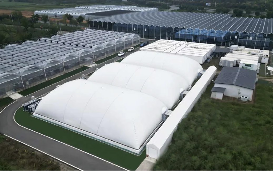 Growing domes alongside commercial greenhouses